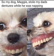 What are the most toxic things your dog could eat? Nova Prosthodontics Happy Monday Just A Friendly Reminder To Leave Your Dentures Out Of The Reach Of Babies And Dogs Facebook