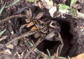 Wolf spiders common in the us, considered some of the most venomous spiders in the world. Wolf Spider Facts Top 20 Facts About Wolf Spiders