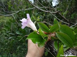 Image result for Bignonia callistegioides