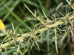 Image result for Ulex