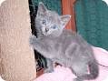 Russian Blue kittens for Adoption | Russian Blue Love 2015