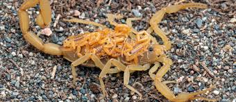 The Baby Scorpion Guide: Are They More Dangrous?