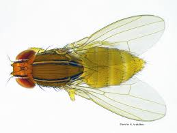 Image result for Afrosolen setifolius