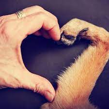 We did not find results for: Valley Dogs Rescue Phoenix Arizona Home Facebook