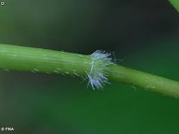 Image result for Leersia