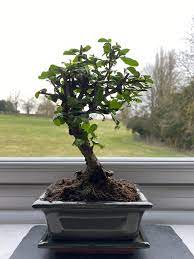 This is what my poor little bonsai looks like. Plethora Of Plants Fukien Tea