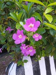 Image result for Bignonia