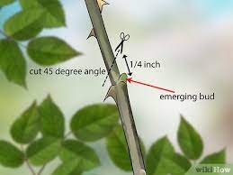 How and when to prune roses may depend on the variety. How To Prune Roses In Winter 9 Steps With Pictures Wikihow