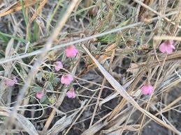 Image result for Hermannia kirkii