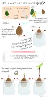 Je Mange Et Je Cultive Avocat Avocatier Jardinage Cultiver