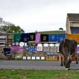 Dakin Dairy Farm (About)