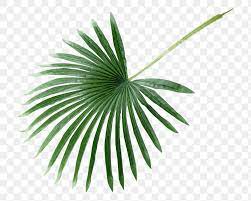 Fresh Green Palm Leaf Design Element Free Image By Rawpixel Com Teddy Rawpixel In 2021 Palm Leaf Art Palm Leaf Design Leaf Illustration