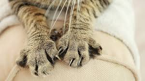 Kedi Tirmalamasi Ile Kuduz Bulasir Mi Ajanimo