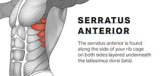 Measuring rib cage and abdominal movement is the most common technique for assessing respiratory effort in laboratory sleep studies. Strengthen This Tiny Muscle For Serious Upper Body Gains Fitness Myfitnesspal