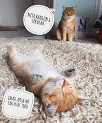 Smoothie the cat memiliki lebih dari 2 juta pengikut yang mengikuti perkembangannya dan lebih daripada 2 ribu gambar yang telah dimuat naik oleh pemilik kucing ini. Dialog Yang Biasa Pada Himpunan Gambar Kucing Yang Comel Facebook