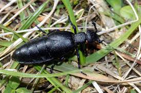 Natur Des Jahres 2020 Alle Jahreswesen Im Uberblick Nabu