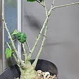 Image result for Coccinia mildbraedii