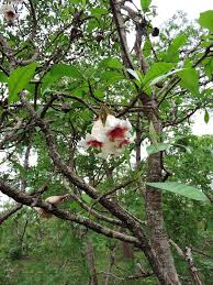 Image result for Rothmannia urcelliformis