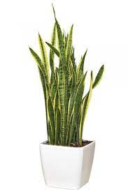 Image Result For Snake Plant Plants Mother In Law Tongue Snake Plant