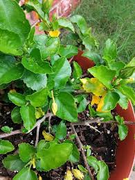 Check spelling or type a new query. Why Are My Hibiscus Buds Leaves Randomly Turning Yellow And Dropping Off Gardening Landscaping Stack Exchange