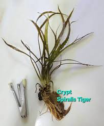 Image result for Cyperus spiralis