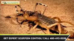 Check out these facts about earwigs! Scorpion Control Apache Junction Az Bug Doctor Pest Control Services
