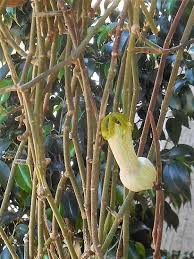 Image result for Ceropegia lugardiae