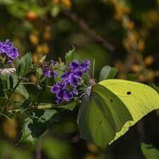 Image result for Afrosolen setifolius