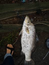 Panjang maksimum sekitar 100 cm fl (fork length), namun umumnya hanya sekitar 60 cm. Indonesia Memancing Ikan Monster Barramundi Lates Calcarifer Di Dalam Waduk Kota Lhokeumawe English Fishing Monster Barramundi Lates Calcarifer In The Reservoir City Lhokeumawe Steemkr