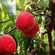 Pick Your Own Lewin Farms Pink Ladies Farm Fruit Trees