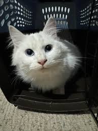 Lost cats in Murfreesboro, TN, found safely