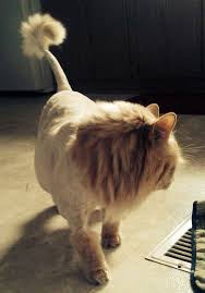 Shaved My Cat To Look Like A Lion Sobaki Kot Koshki