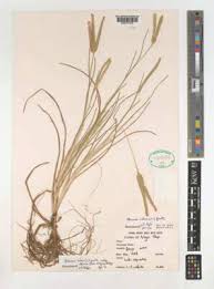 Image result for Eleusine africana