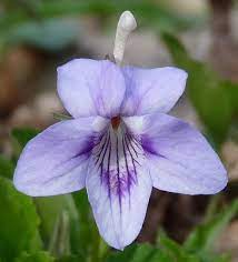 Wiseacre Gardens Blog Archive A Couple Of Wild Violets Violet Flower Beautiful Flowers Flower Beauty