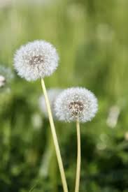 Image result for Taraxacum sp.