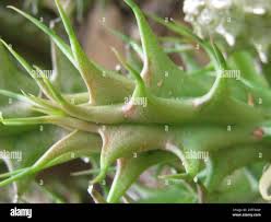 Image result for Huernia verekeri
