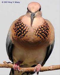 Laughing Dove