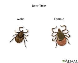 Jun 07, 2020 · while ticks will definitely bite humans too, animals like mice and deer are a core part of the tick life cycle and are their main means of getting around. Tick Bite Uf Health University Of Florida Health