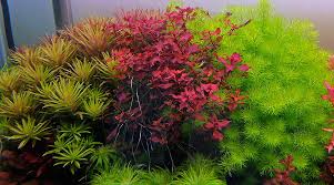 Image result for Limnophila