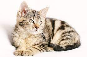 Biblical Meaning Of Cats In Dreams Interpretation And Meaning