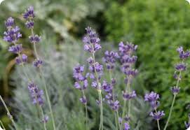 Image result for Lavandula angustifolia Vera