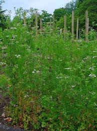 Image result for Coriandrum