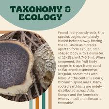 Image result for Scleroderma polyrhizon