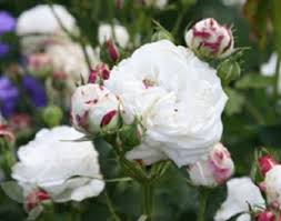 Full ball of white petals tinged with sulphur colour. Boule De Neige Bourbon Roses Rose Petals Nursery