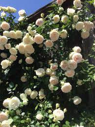 White Eden Climbing Rose White Climbing Roses Beautiful Flower Quotes Climbing Roses