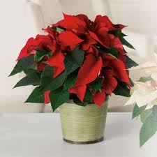 Browse the most recent pompano beach, florida obituaries and condolences. Classic Poinsettia North Myrtle Beach Florist Little River Flowers Events Local Flower Delivery North Myrtle Beach Sc 29582