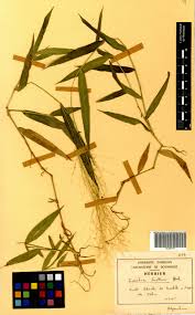 Image result for Isachne buettneri