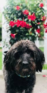 Maybe you would like to learn more about one of these? Beth Wymer Head Of Sales Pumpkin Petcare Linkedin