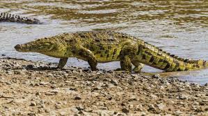 How Fast Can A Crocodile Run? (And Why You Don'T Need To Be Scared) |  Storyteller Travel