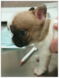 French bulldog san antonio, san antonio, texas. Ventriculoperitoneal Shunt For Treatment Of Hydrocephalus In A French Bulldog Puppy Abstract Europe Pmc